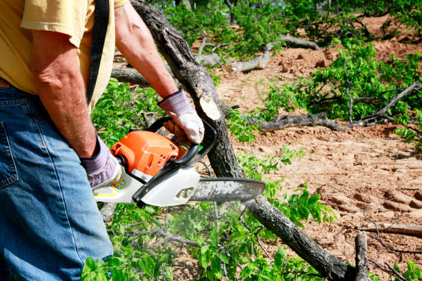 Tree Service Company in Bourbonnais, IL